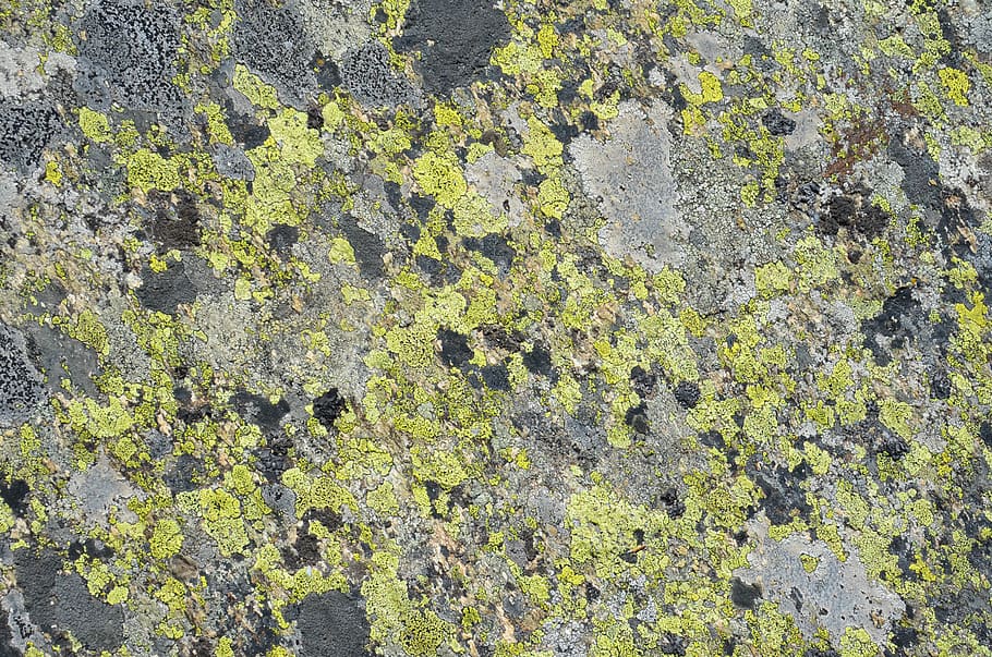 texture, moss, green, abstract, full frame, backgrounds, day HD wallpaper