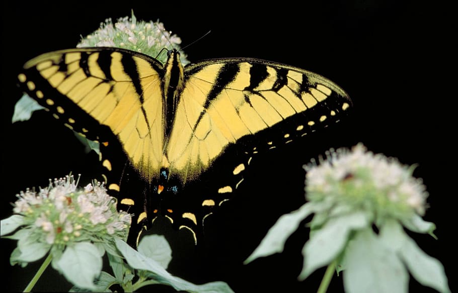 swallowtail, tiger, butterfly, insect, animal, wild, nature HD wallpaper