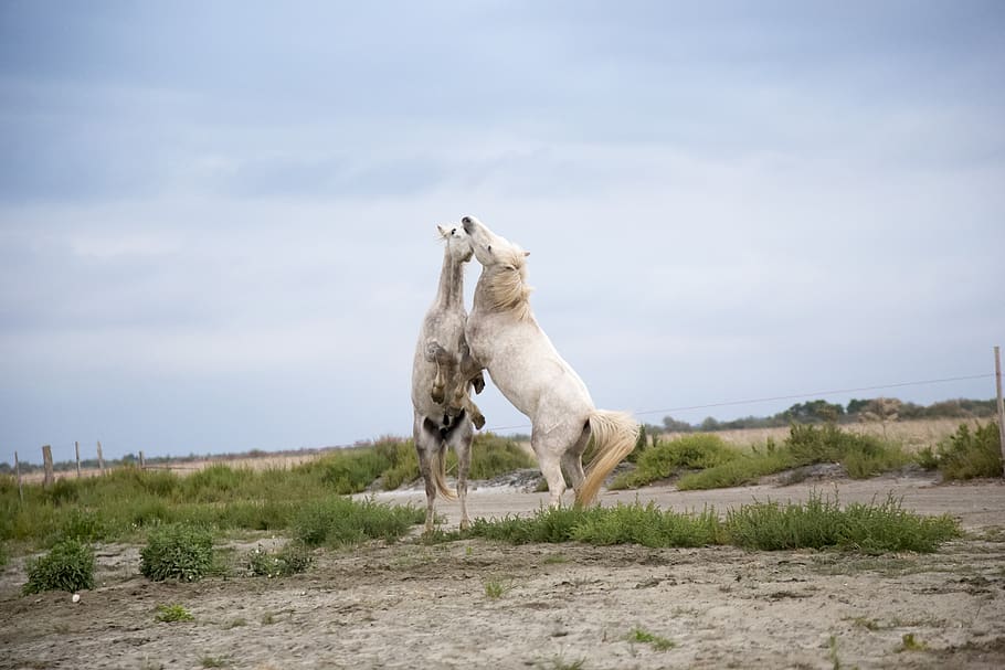 horses, fighting, playing, shrubs, grey sky, mammal, animal HD wallpaper