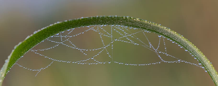 drip, dewdrop, beads, chain, cobweb, morgentau, spring lake HD wallpaper