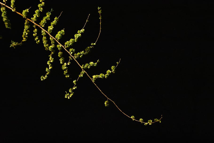 branches, sprout, green leaf, the night, plant, plant part HD wallpaper