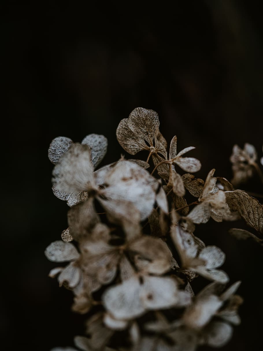 close up photography of white petaled flower, plant, blossom, HD wallpaper