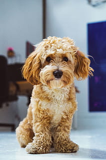 canada, toronto, cute, studio, golden, doodle, beautiful, goodboy HD wallpaper