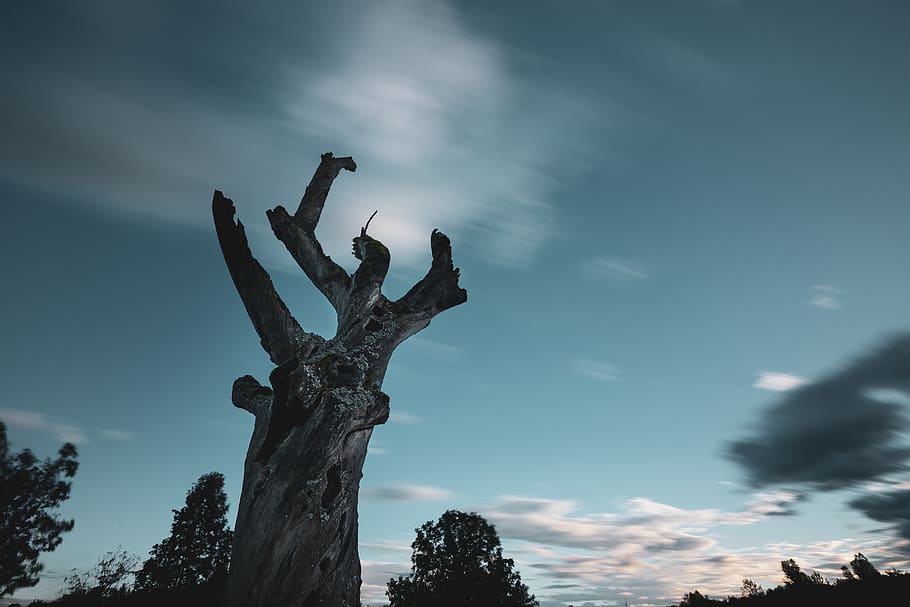 gray bare tree under clear blue sky, sculpture, art, switzerland HD wallpaper
