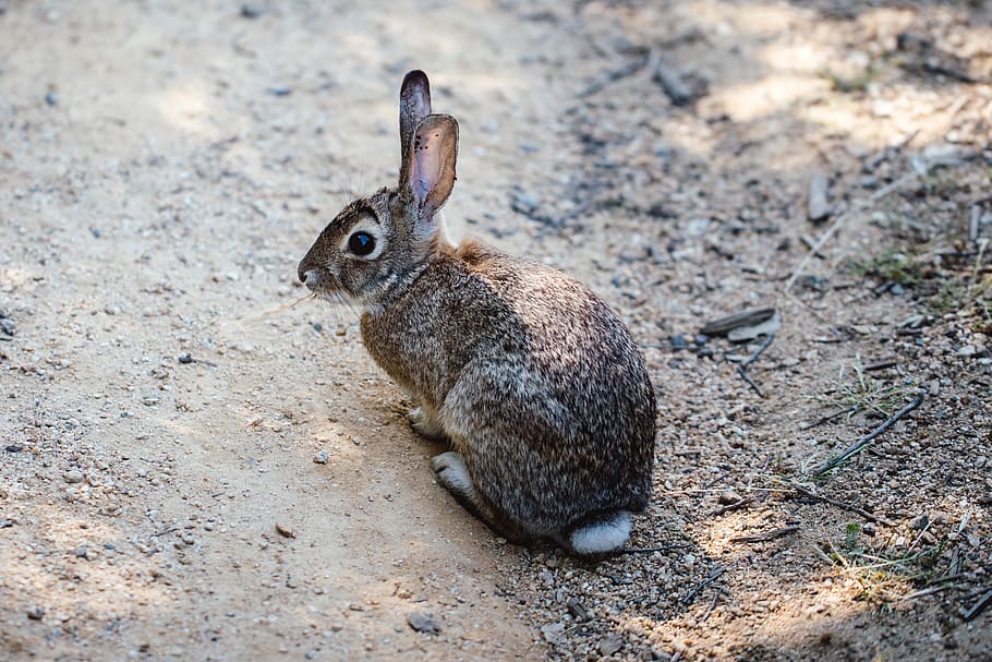 gray rabbit, wallaby, mammal, animal, kangaroo, rodent, bunny HD wallpaper