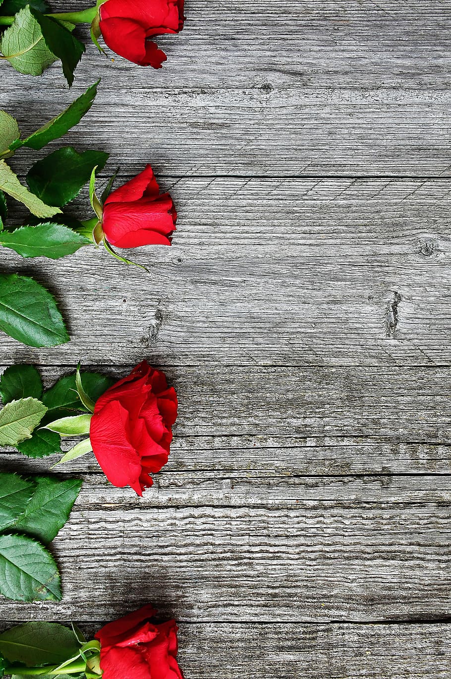red, red rose, love, romantic, roses, nature, romance, beauty, HD wallpaper