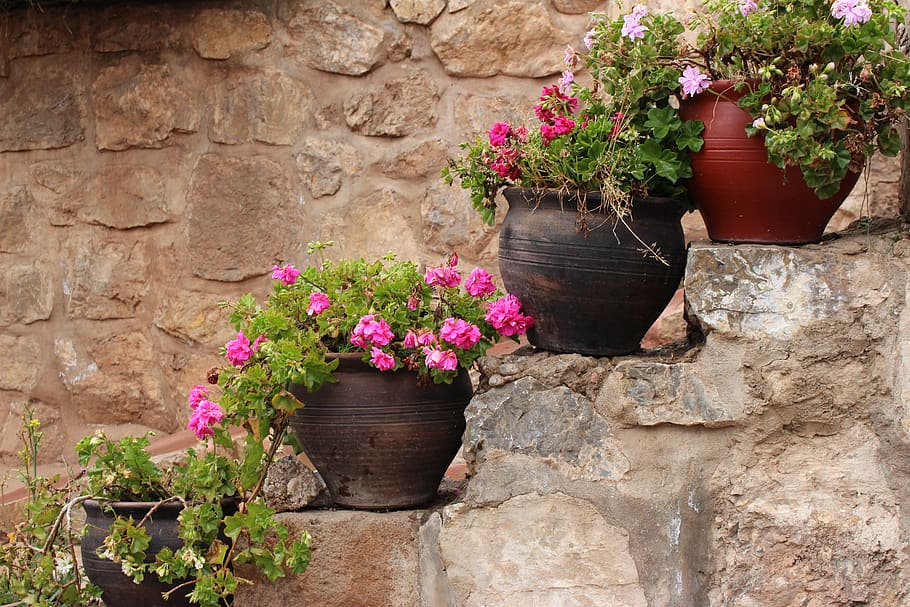 plant, flower, flowering plant, potted plant, growth, nature HD wallpaper