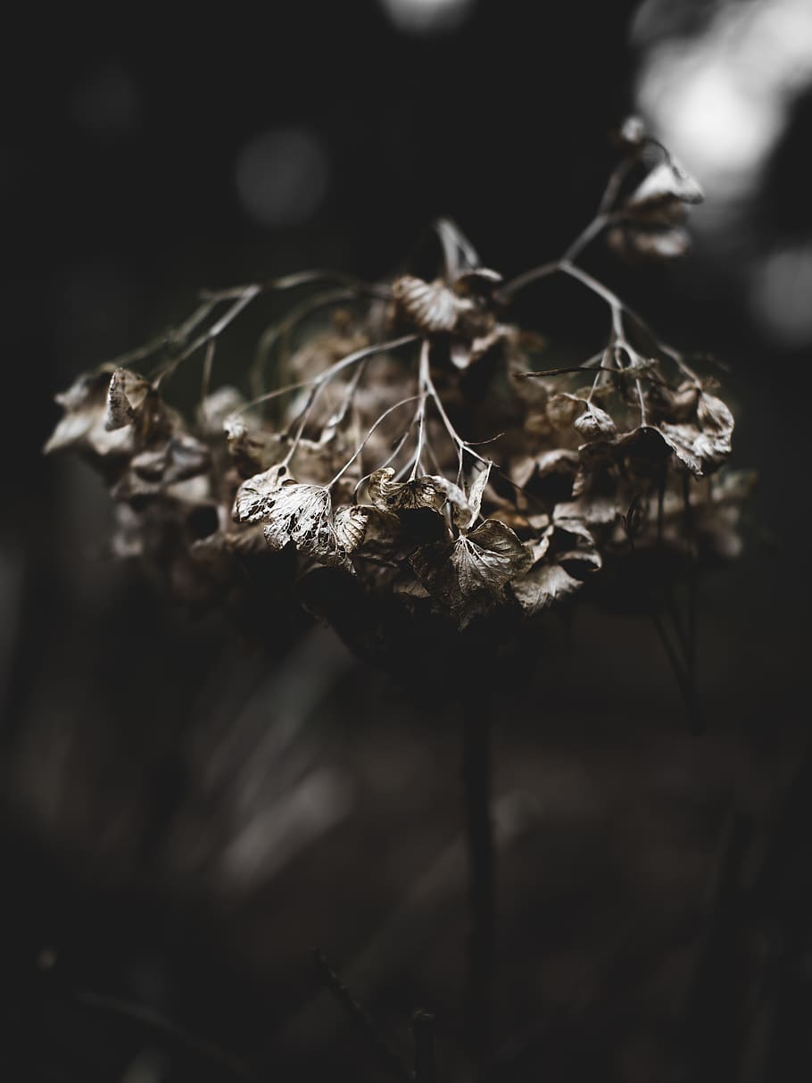 close-up, dry, no people, selective focus, day, nature, focus on foreground HD wallpaper