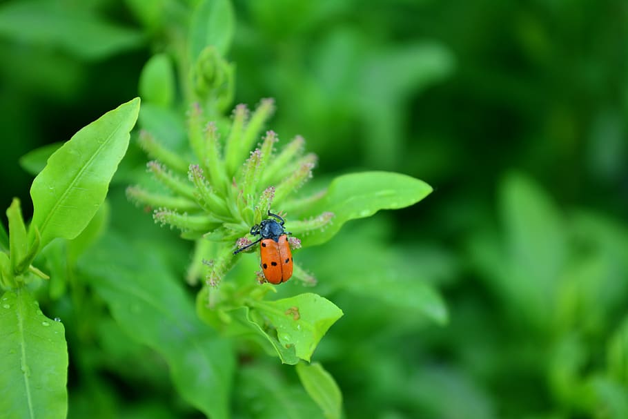 plants, green, ladybug, insect, leaves, garden, nature, leaf HD wallpaper