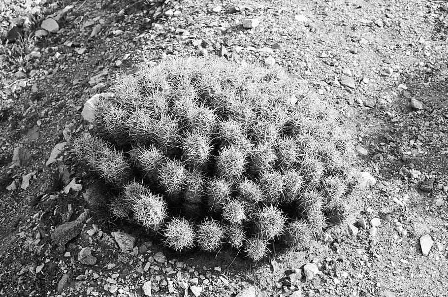 plant, cactus, tree, ground, conifer, white, rug, spike, poke HD wallpaper