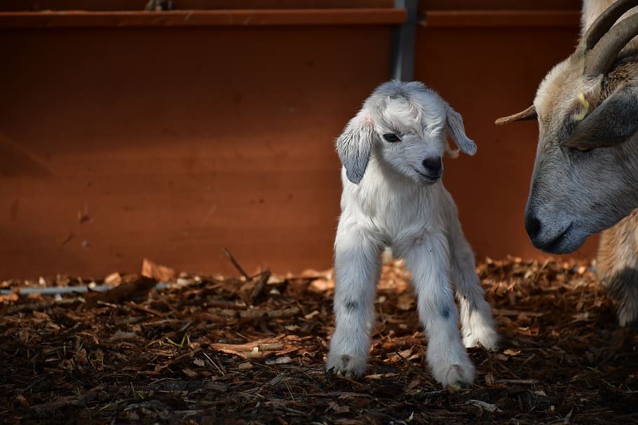 white goat kit, mammal, domestic, animal themes, domestic animals HD wallpaper