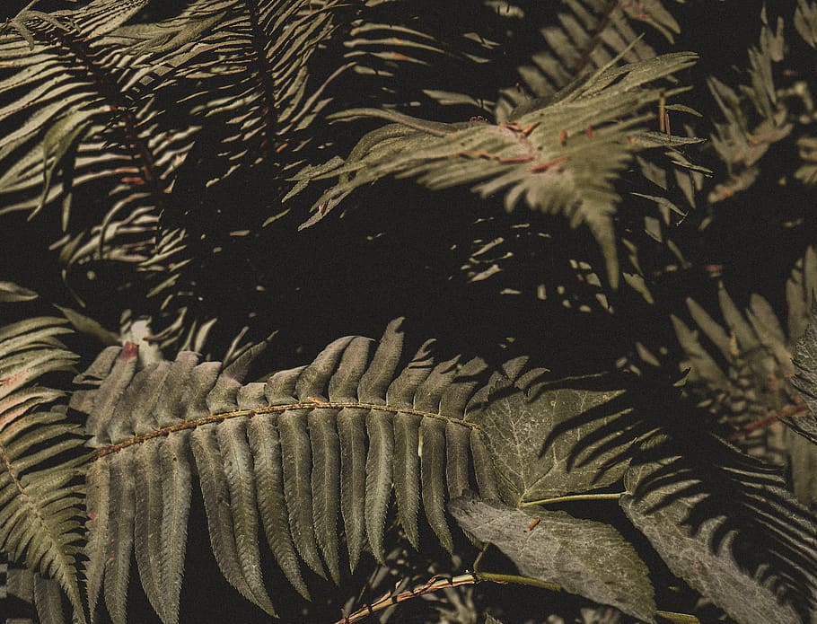 fern plant, potted plant, pottery, flora, vase, jar, united states HD wallpaper