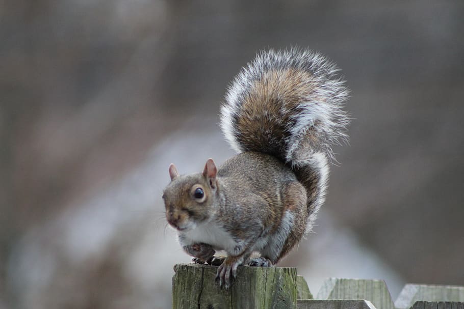 cute, animals, mammal, small, animal themes, animal wildlife HD wallpaper