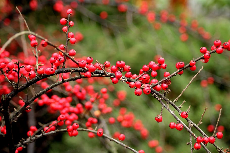 cotoneaster, bush, winter, red balls, small-leaved, beads, shrubs