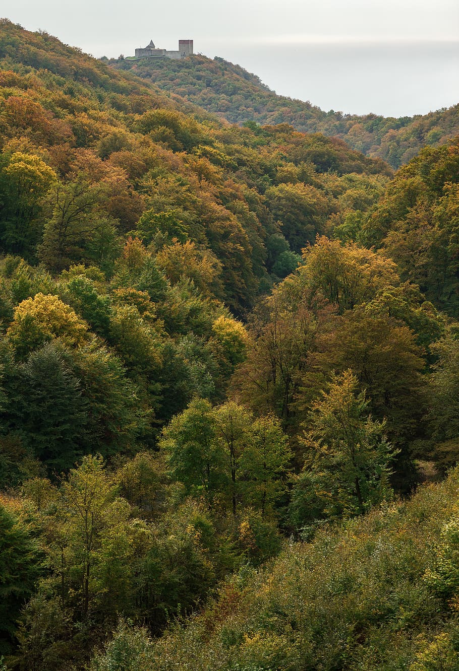 tree, texture, leaf, zagreb, croatium, medvednica, medvedgrad HD wallpaper