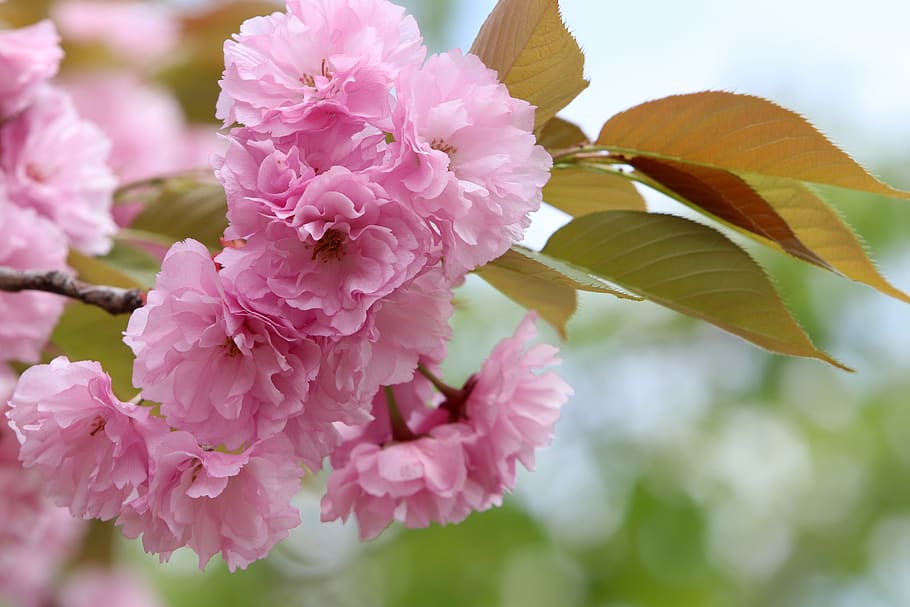 spring, spring flowers, nature, plants, season, garden, flowering HD wallpaper