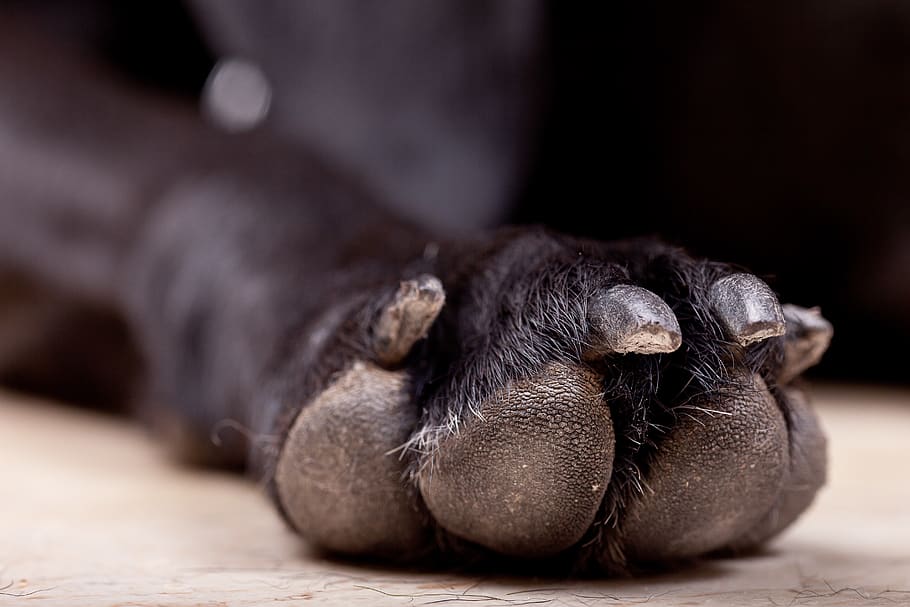 black paw, spain, invertebrate, dung beetle, insect, animal, grey HD wallpaper