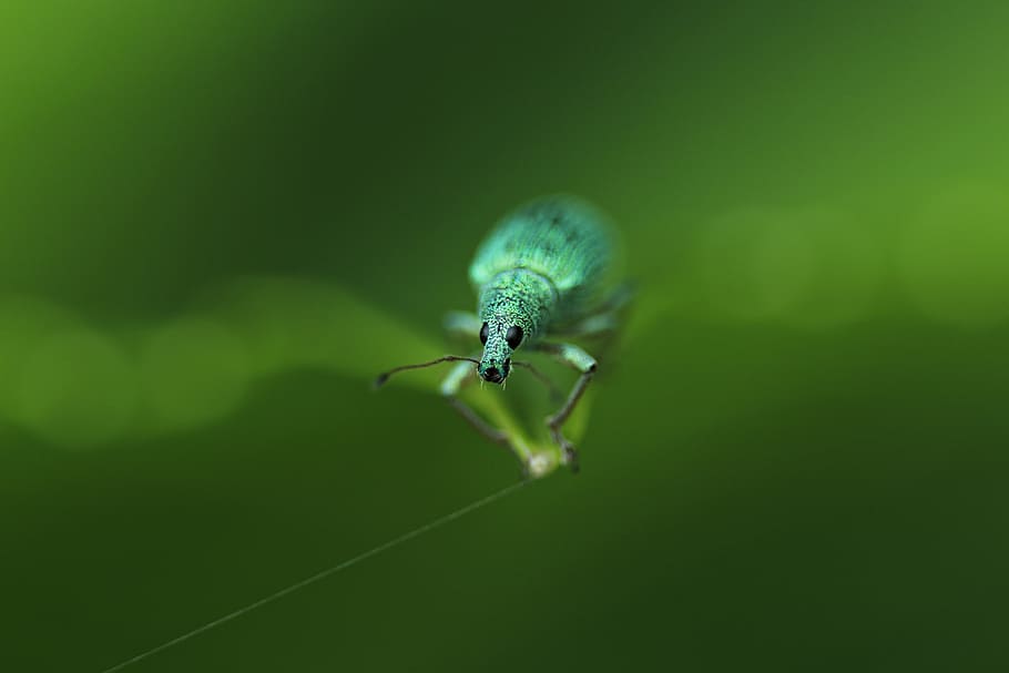 selective focus photography of green weevil, animal, invertebrate, HD wallpaper