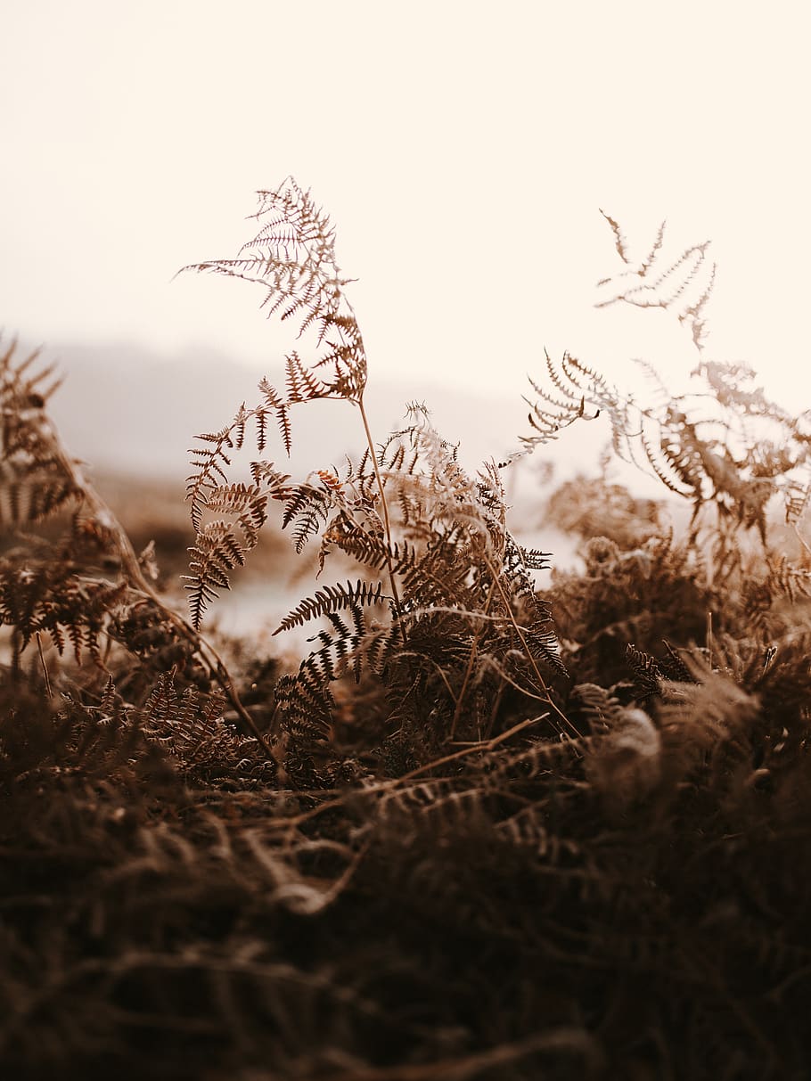 thick brown ferns, plant, selective focus, sky, growth, no people HD wallpaper