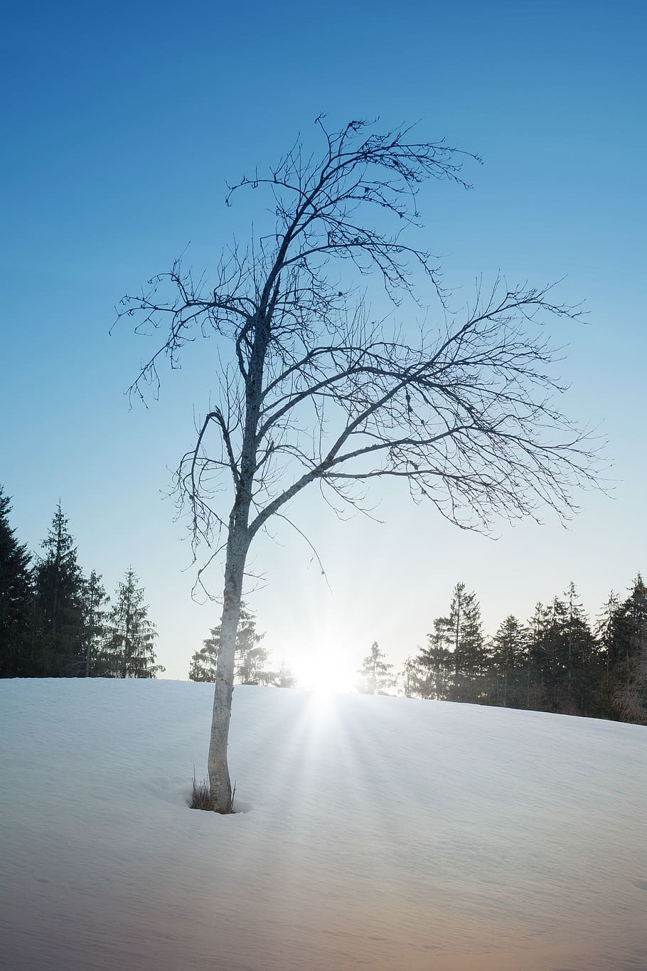 nature, snow, tree, winter, sky, sunrise, morning, scenic, idyllic HD wallpaper