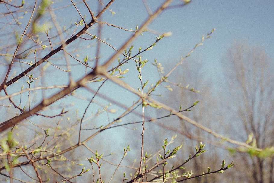 close-up photo of green tree, bird, animal, plant, nature, jay, HD wallpaper