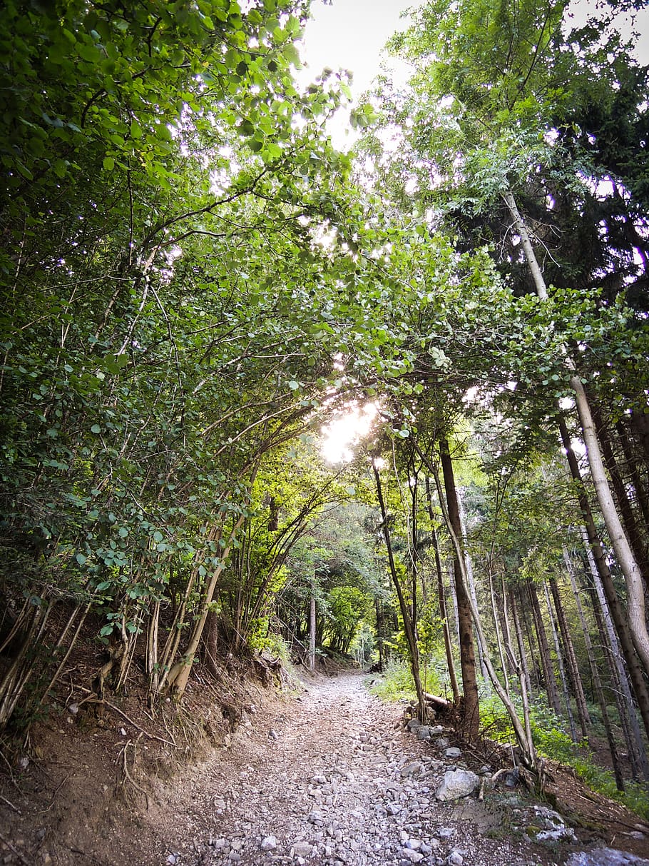 italy, ardesio, path, tree, trees, mountain, forest, wood, plant HD wallpaper