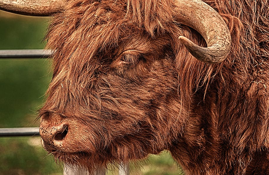 bull, beef, horns, farm, good aiderbichl, sanctuary, iffeldorf HD wallpaper