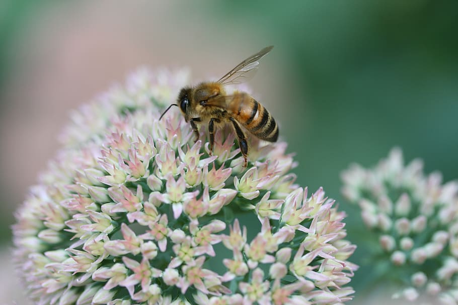 blossom, bee, forage, spring, bloom, insect, plant, summer HD wallpaper