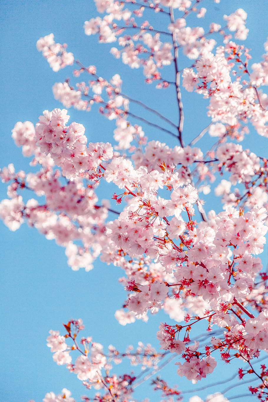 Sakura Tree, background, beautiful, beauty, bloom, blooming, blossom, HD wallpaper