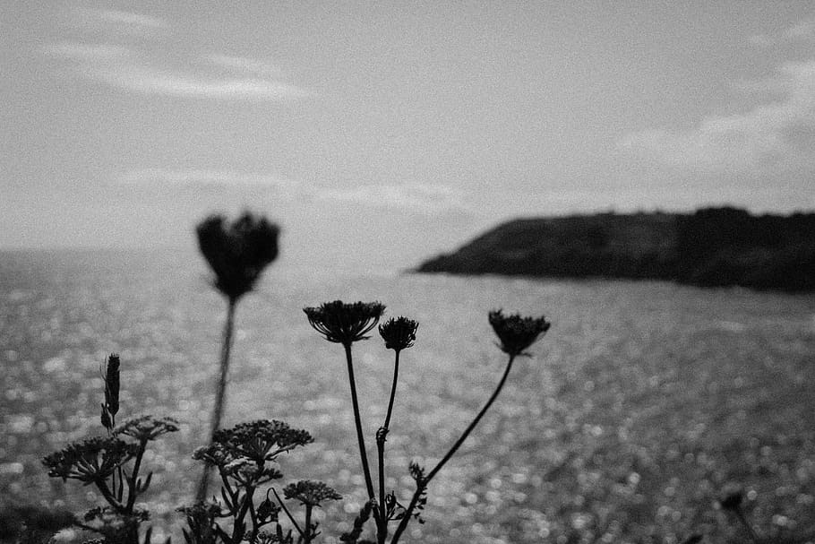 brittany, france, ocean, coast, water, flowers, horizon, focus, HD wallpaper