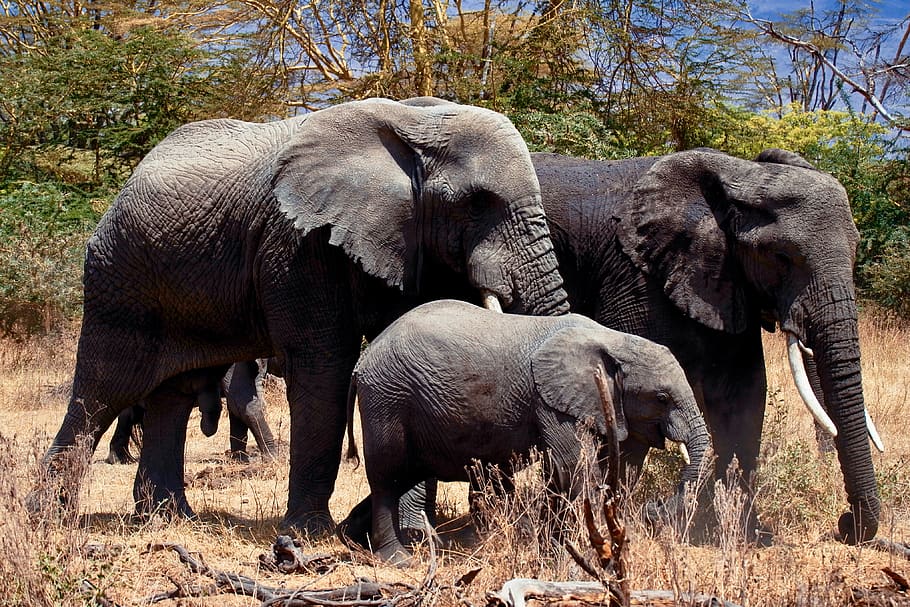 three gray elephants on ground during daytime, animal, wildlife HD wallpaper