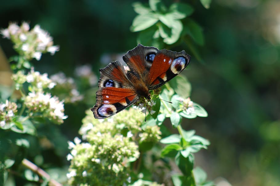 butterfly, insect, ali, summer, butterflies, animal themes HD wallpaper