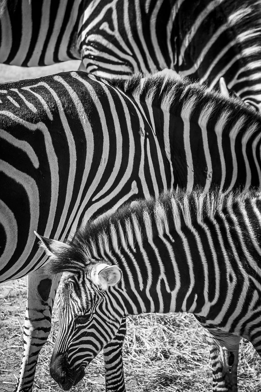 zebra, zoo, animals, stripes, black and white, animal themes HD wallpaper