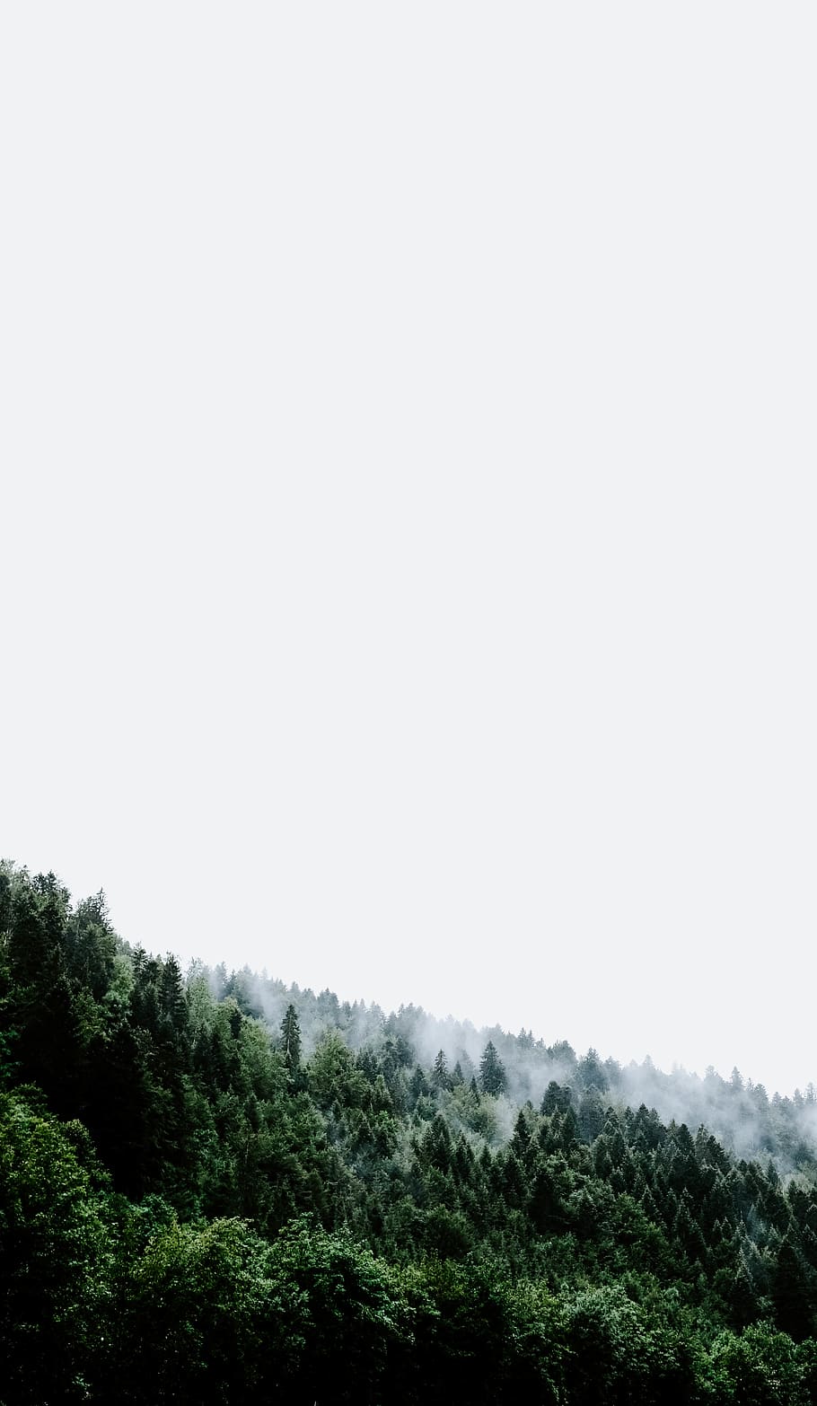 forest during day, tree, plant, abies, fir, conifer, outdoors HD wallpaper