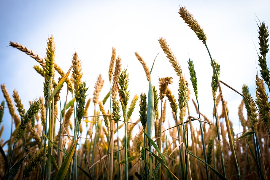 wheat, spike, field, meadow, arable, cereals, nature, grain HD wallpaper