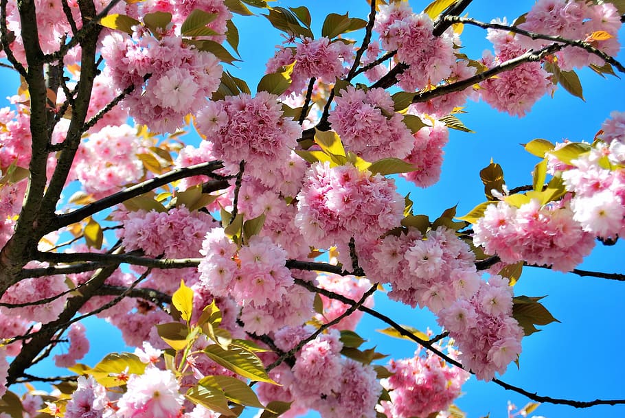 cherry blossoms, spring, pink, cherry tree, flowers, flowering twig HD wallpaper