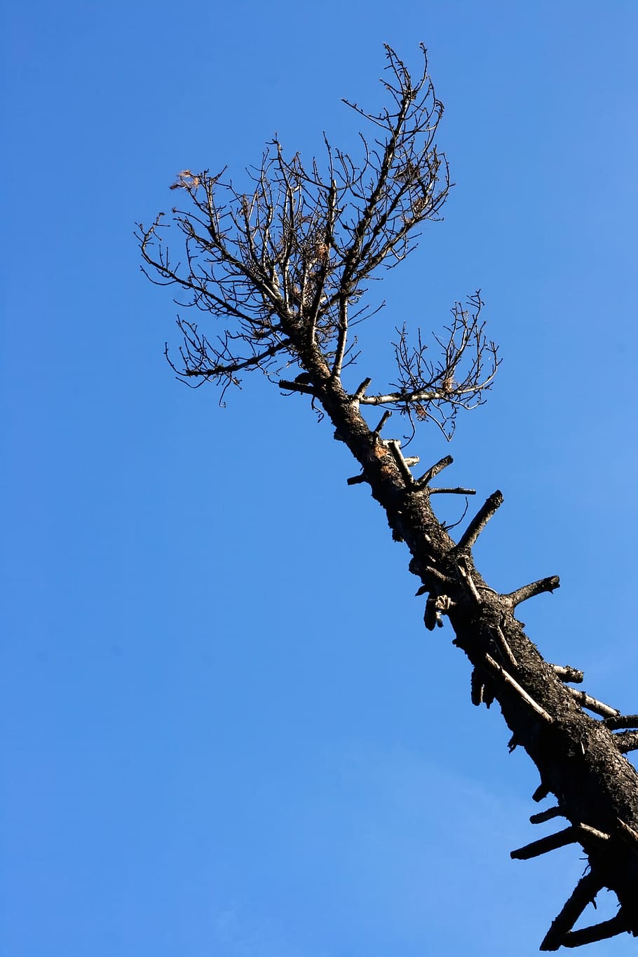 con2011, image, nature, photo, picture, plant, tree, blue, sky HD wallpaper