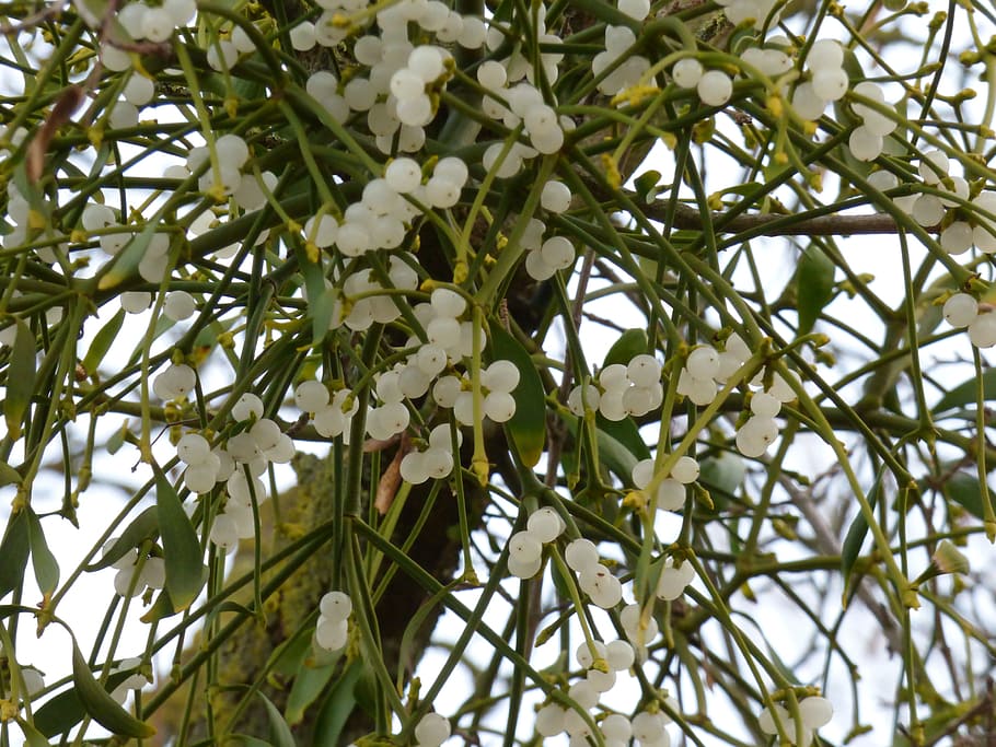gui, berries, landscape, nature, white, tree, fall, plant, growth HD wallpaper