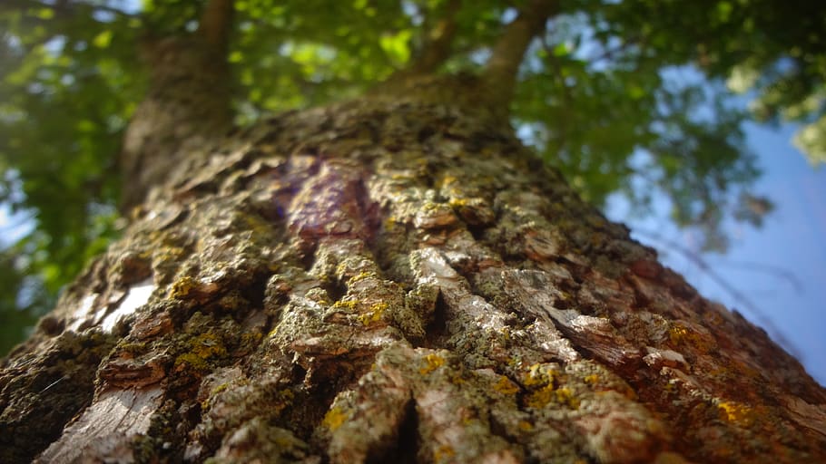 tree, tree trunk, plant, textured, close-up, bark, day, nature HD wallpaper