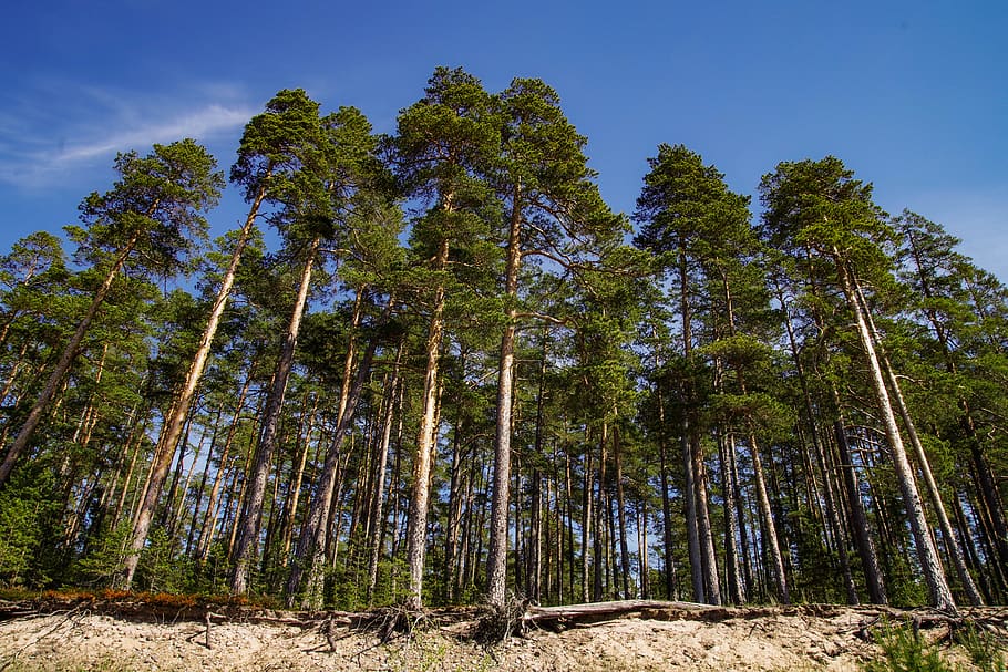 Trees, conifer, environment, forest, nature, scenic, trunk, woods HD wallpaper