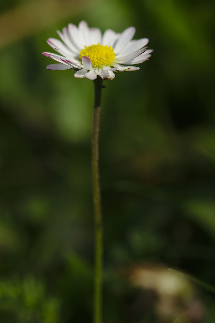 flower, white, macro, spring, nature, almost, botanical, blooming HD wallpaper
