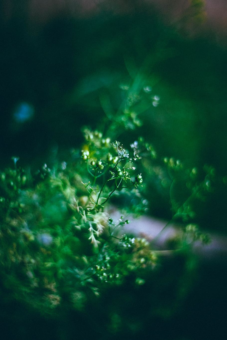 vegetable, green, flower, plant, growth, selective focus, green color HD wallpaper