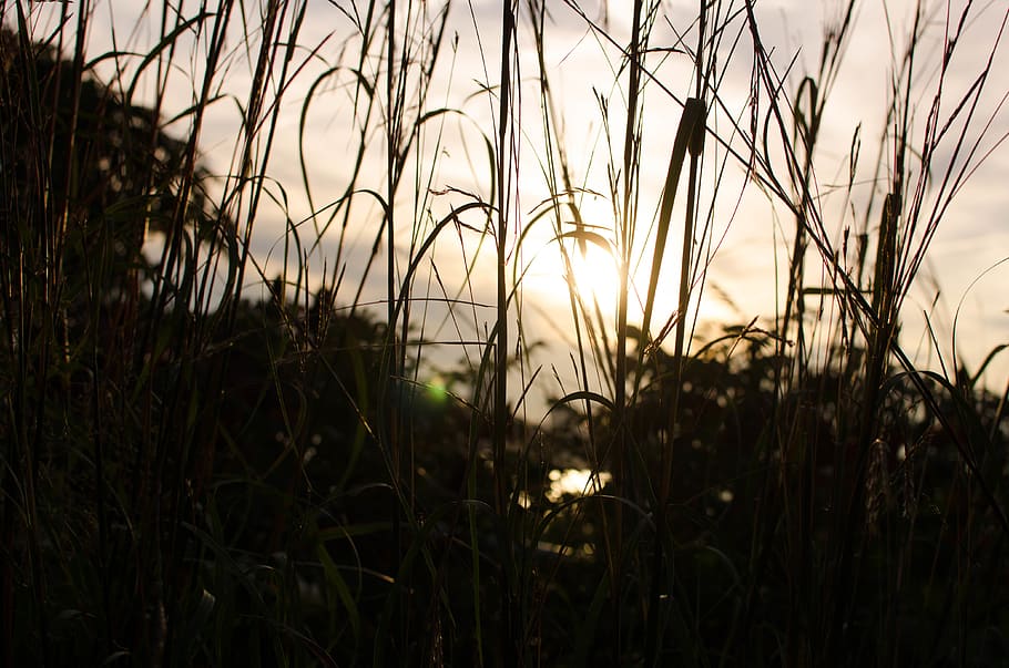 sunset, grass, plant, growth, sky, field, beauty in nature HD wallpaper