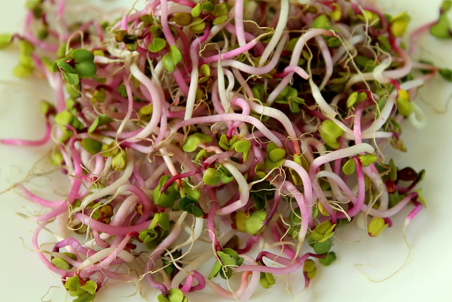 sprout vegetables, radishes, food, fresh, the sprouts of radish, HD wallpaper