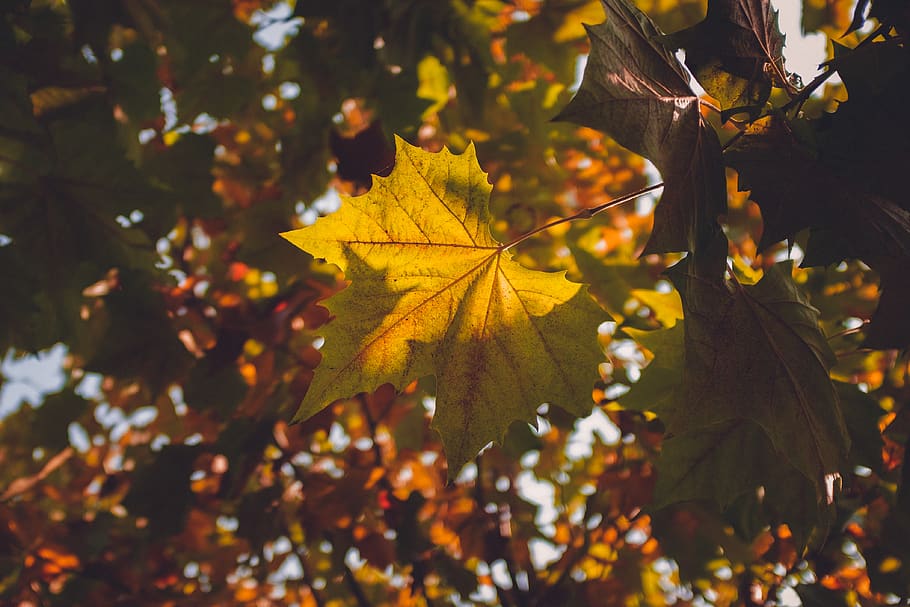 3840x2160px | free download | HD wallpaper: maple tree, flora, plant ...