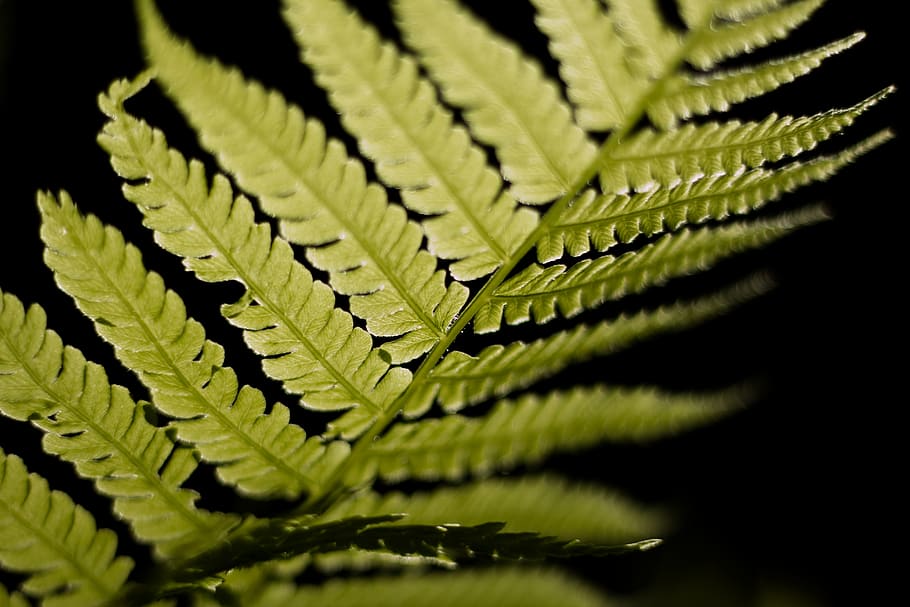 Selective Focus Photo of Linear Leaf Plant, black background HD wallpaper