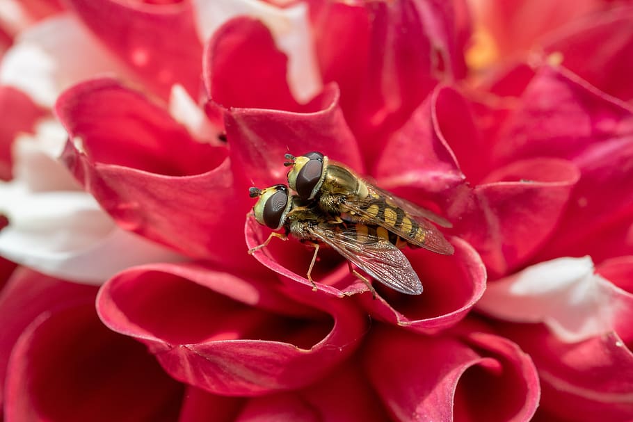 small hover fly, syrphus vitripennis, pairing, hoverfly, syrphidae HD wallpaper