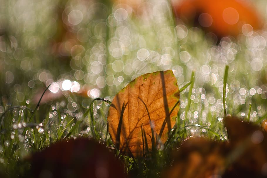 leaves, leaf, bokeh, dew, nature, autumn, fall foliage, fall color HD wallpaper
