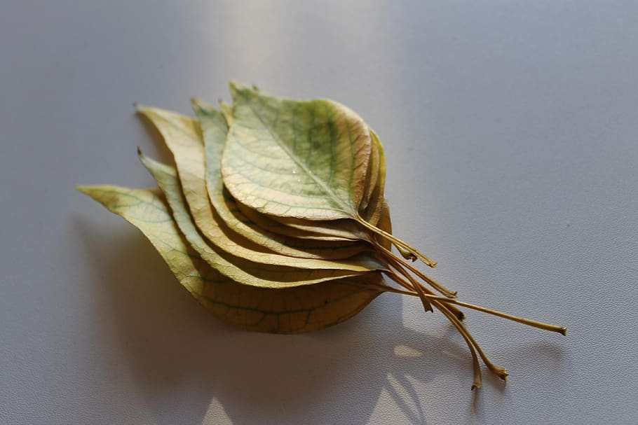 leaf, plant, fall, autumn, light, close-up, plant part, freshness HD wallpaper