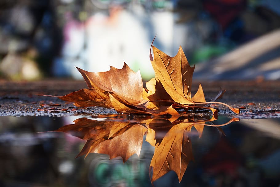 autumn, mirroring, water, rest, mood, reflection, leaf, skater